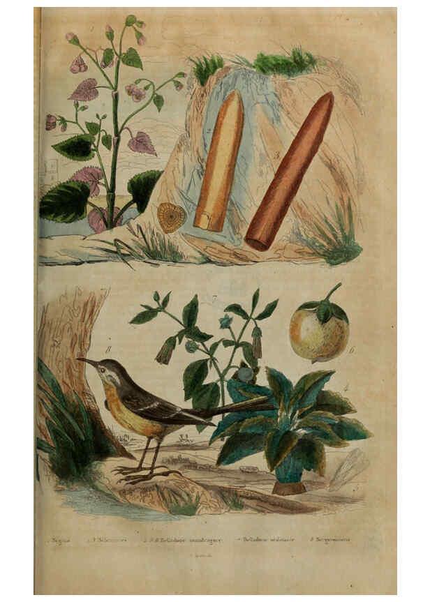 Reproducción/Reproduction 6195098484: Dictionnaire pittoresque d'histoire naturelle et des phénomènes de la nature. v.1 Paris,1833-[1840] 