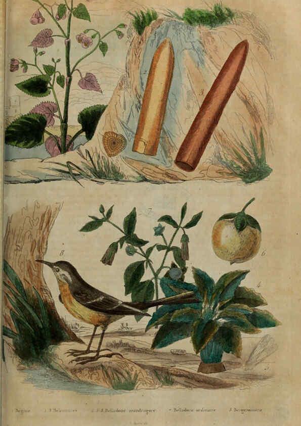 Reproducción/Reproduction 6195098484: Dictionnaire pittoresque d'histoire naturelle et des phénomènes de la nature. v.1 Paris,1833-[1840] 