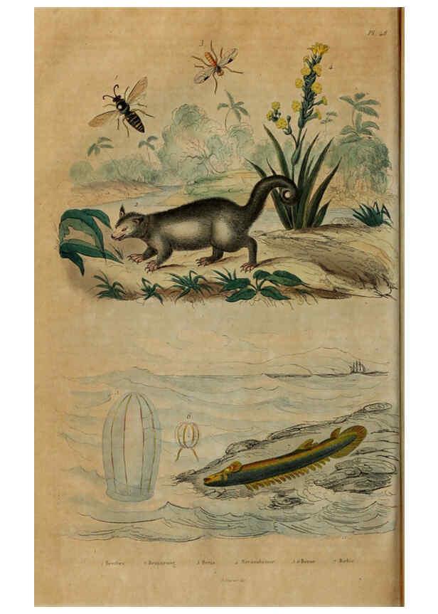 Reproducción/Reproduction 6194581837: Dictionnaire pittoresque d'histoire naturelle et des phénomènes de la nature. v.1 Paris,1833-[1840] 