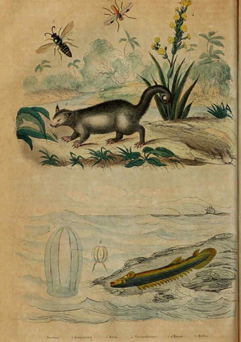 Reproducción/Reproduction 6194581837: Dictionnaire pittoresque d'histoire naturelle et des phénomènes de la nature. v.1 Paris,1833-[1840] 