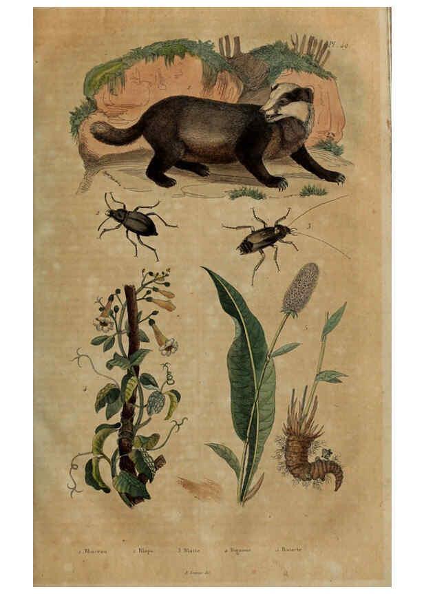 Reproducción/Reproduction 6195098928: Dictionnaire pittoresque d'histoire naturelle et des phénomènes de la nature. v.1 Paris,1833-[1840] 