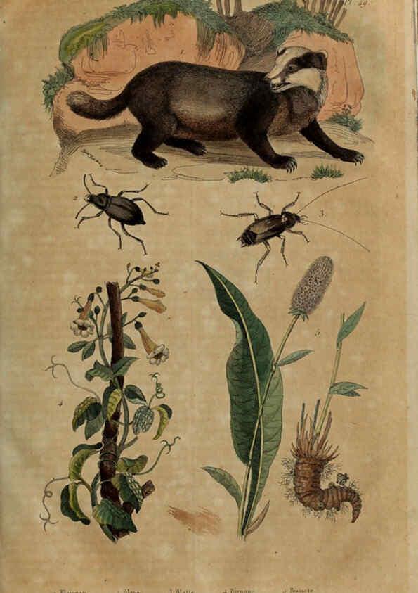 Reproducción/Reproduction 6195098928: Dictionnaire pittoresque d'histoire naturelle et des phénomènes de la nature. v.1 Paris,1833-[1840] 