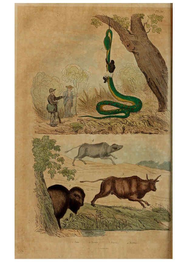 Reproducción/Reproduction 6194582259: Dictionnaire pittoresque d'histoire naturelle et des phénomènes de la nature. v.1 Paris,1833-[1840] 