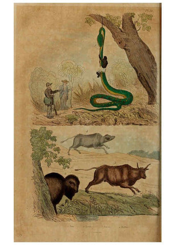 Reproducción/Reproduction 6194582259: Dictionnaire pittoresque d'histoire naturelle et des phénomènes de la nature. v.1 Paris,1833-[1840] 