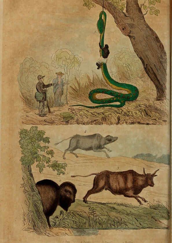 Reproducción/Reproduction 6194582259: Dictionnaire pittoresque d'histoire naturelle et des phénomènes de la nature. v.1 Paris,1833-[1840] 