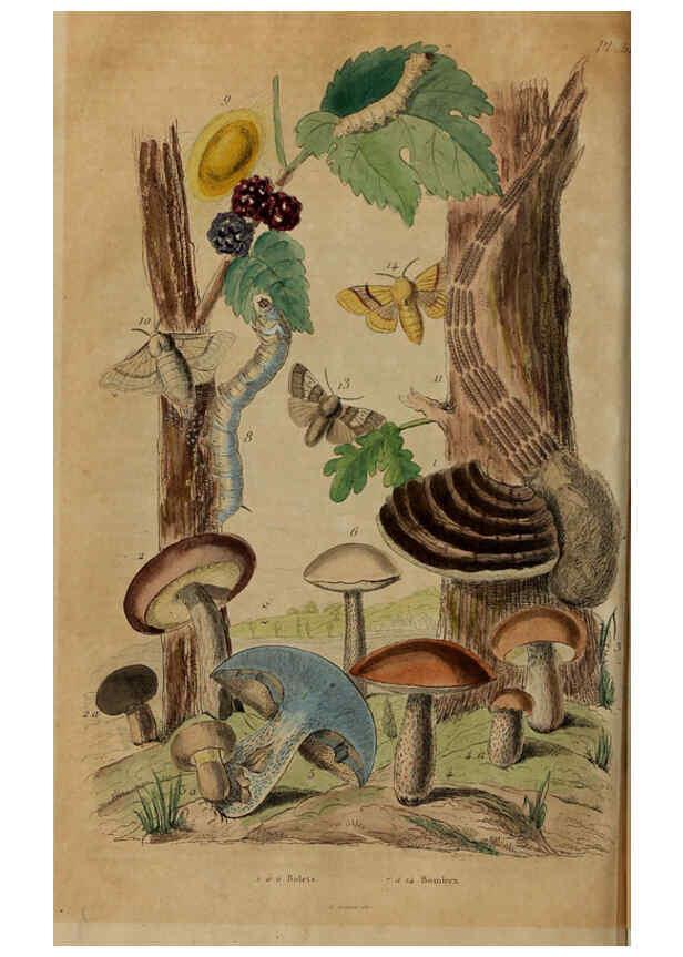 Reproducción/Reproduction 6194582569: Dictionnaire pittoresque d'histoire naturelle et des phénomènes de la nature. v.1 Paris,1833-[1840] 