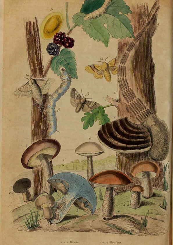 Reproducción/Reproduction 6194582569: Dictionnaire pittoresque d'histoire naturelle et des phénomènes de la nature. v.1 Paris,1833-[1840] 
