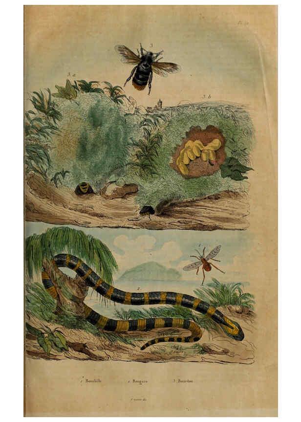 Reproducción/Reproduction 6194582759: Dictionnaire pittoresque d'histoire naturelle et des phénomènes de la nature. v.1 Paris,1833-[1840] 