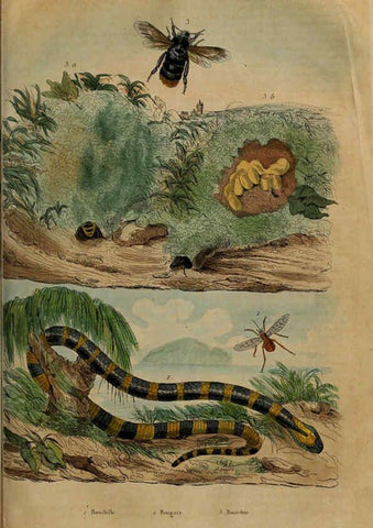 Reproducción/Reproduction 6194582759: Dictionnaire pittoresque d'histoire naturelle et des phénomènes de la nature. v.1 Paris,1833-[1840] 