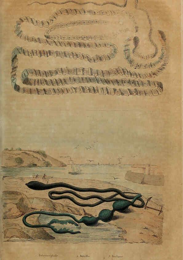 Reproducción/Reproduction 6194582985: Dictionnaire pittoresque d'histoire naturelle et des phénomènes de la nature. v.1 Paris,1833-[1840] 
