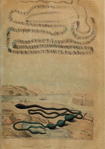 Reproducción/Reproduction 6194582985: Dictionnaire pittoresque d'histoire naturelle et des phénomènes de la nature. v.1 Paris,1833-[1840] 