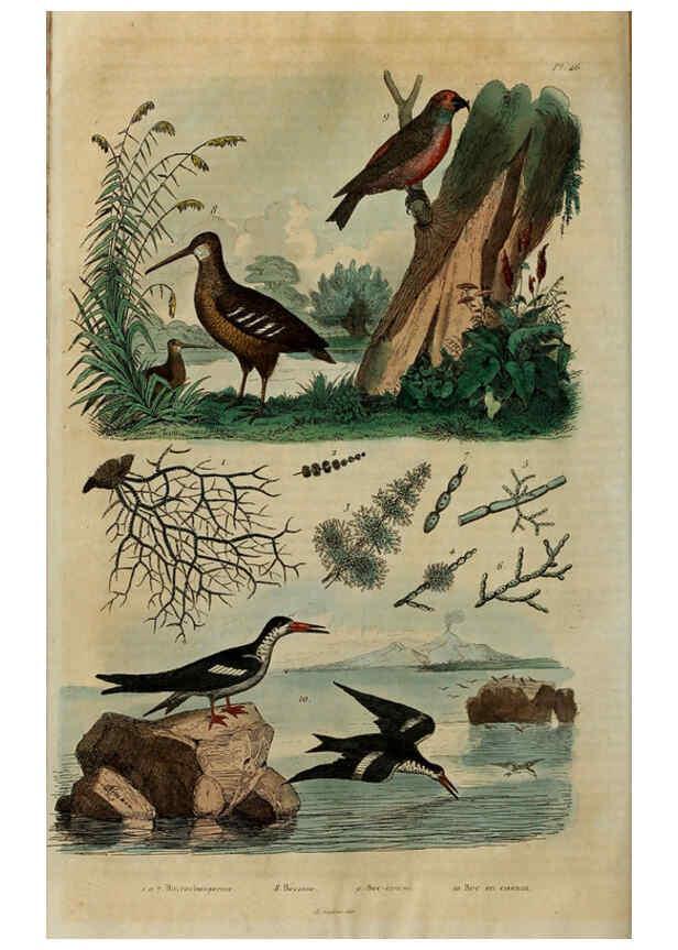 Reproducción/Reproduction 6195098206: Dictionnaire pittoresque d'histoire naturelle et des phénomènes de la nature. v.1 Paris,1833-[1840] 