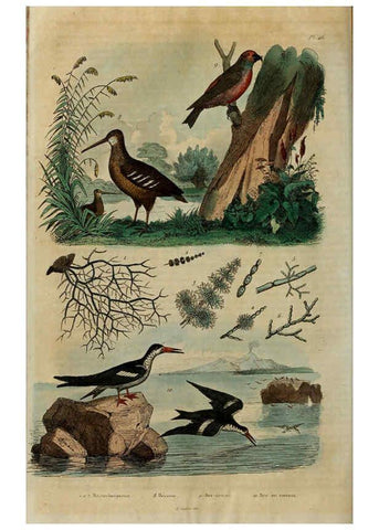 Reproducción/Reproduction 6195098206: Dictionnaire pittoresque d'histoire naturelle et des phénomènes de la nature. v.1 Paris,1833-[1840] 