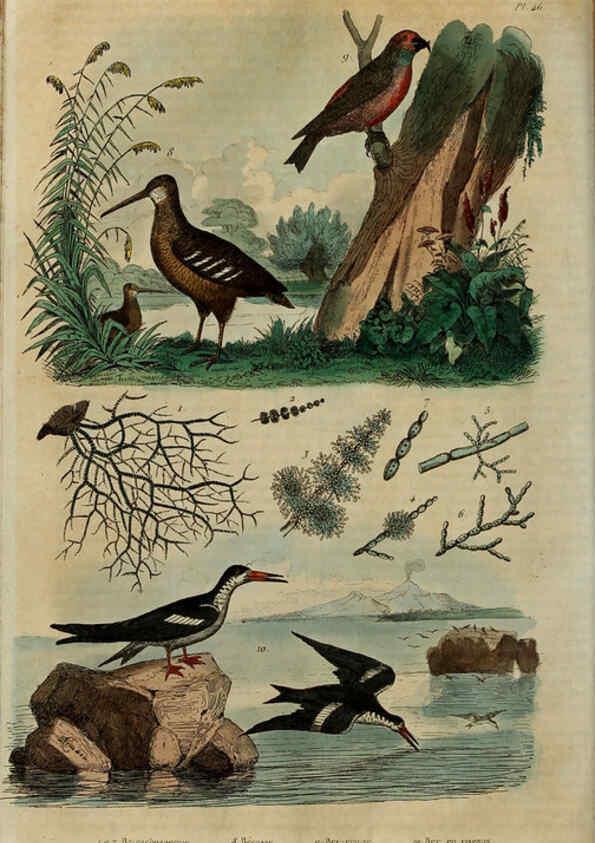 Reproducción/Reproduction 6195098206: Dictionnaire pittoresque d'histoire naturelle et des phénomènes de la nature. v.1 Paris,1833-[1840] 