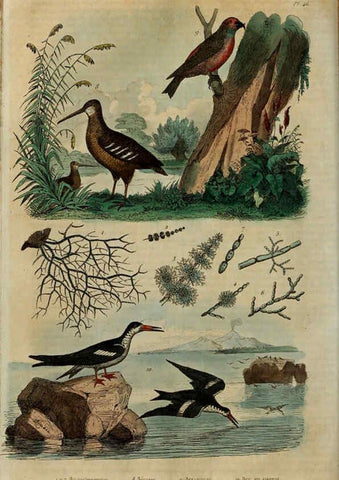 Reproducción/Reproduction 6195098206: Dictionnaire pittoresque d'histoire naturelle et des phénomènes de la nature. v.1 Paris,1833-[1840] 
