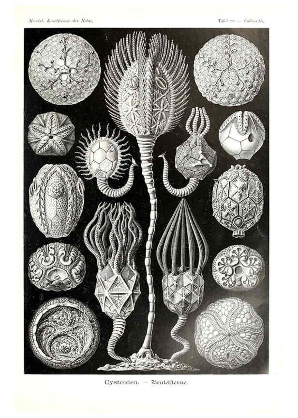 Reproducción/Reproduction 6197333451: Kunstformen der Natur Leipzig und Wien :Verlag des Bibliographischen Instituts,1904