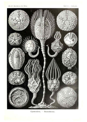Reproducción/Reproduction 6197333451: Kunstformen der Natur Leipzig und Wien :Verlag des Bibliographischen Instituts,1904