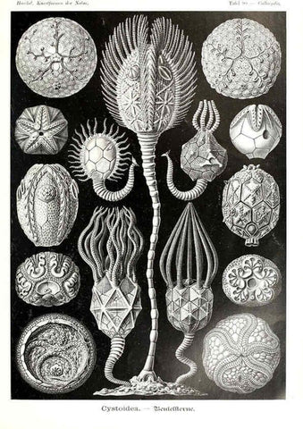Reproducción/Reproduction 6197333451: Kunstformen der Natur Leipzig und Wien :Verlag des Bibliographischen Instituts,1904