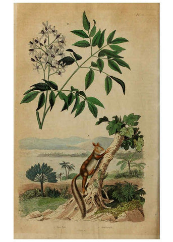 Reproducción/Reproduction 6195096182: Dictionnaire pittoresque d'histoire naturelle et des phénomènes de la nature. v.1 Paris,1833-[1840] 