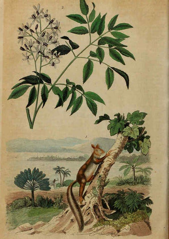 Reproducción/Reproduction 6195096182: Dictionnaire pittoresque d'histoire naturelle et des phénomènes de la nature. v.1 Paris,1833-[1840] 