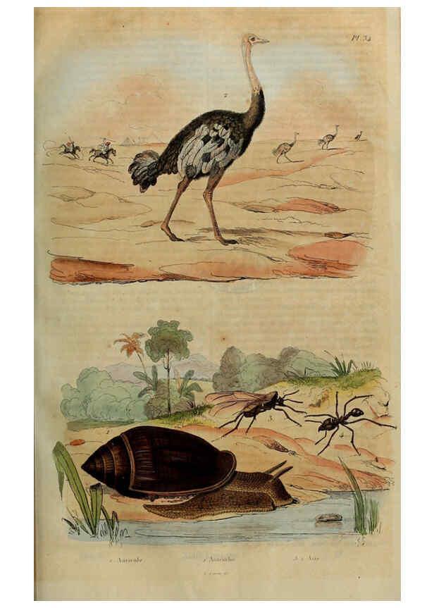 Reproducción/Reproduction 6195095792: Dictionnaire pittoresque d'histoire naturelle et des phénomènes de la nature. v.1 Paris,1833-[1840] 