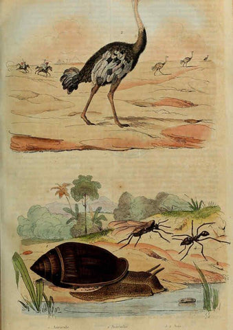 Reproducción/Reproduction 6195095792: Dictionnaire pittoresque d'histoire naturelle et des phénomènes de la nature. v.1 Paris,1833-[1840] 