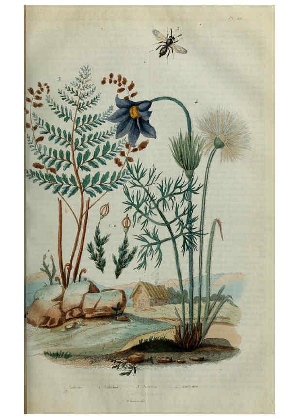 Reproducción/Reproduction 6195092104: Dictionnaire pittoresque d'histoire naturelle et des phénomènes de la nature. v.1 Paris,1833-[1840] 