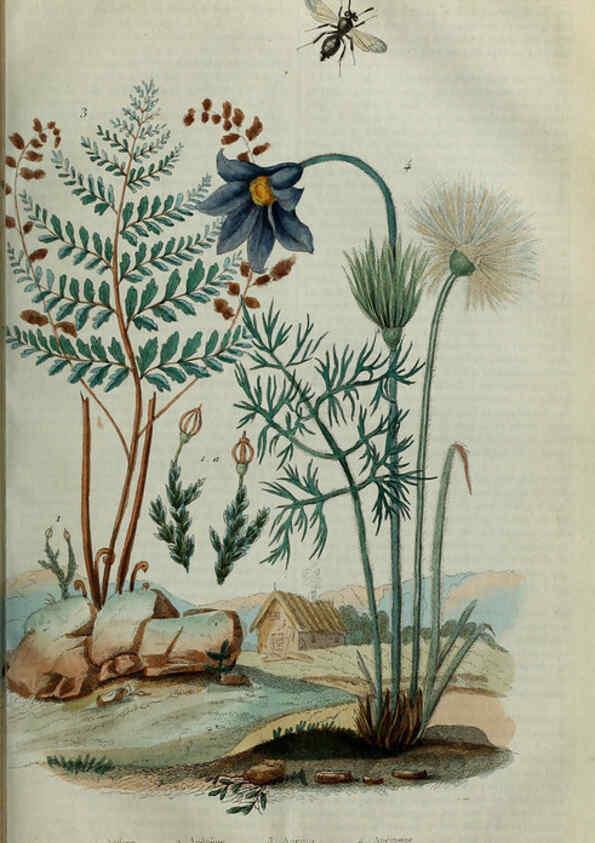 Reproducción/Reproduction 6195092104: Dictionnaire pittoresque d'histoire naturelle et des phénomènes de la nature. v.1 Paris,1833-[1840] 