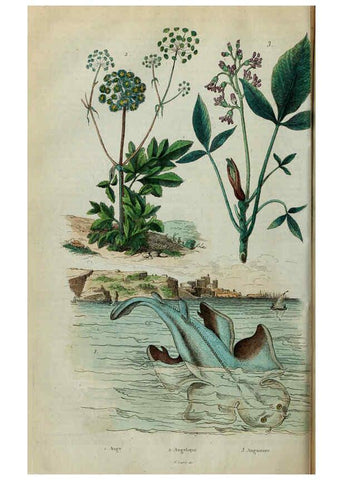 Reproducción/Reproduction 6195092398: Dictionnaire pittoresque d'histoire naturelle et des phénomènes de la nature. v.1 Paris,1833-[1840] 