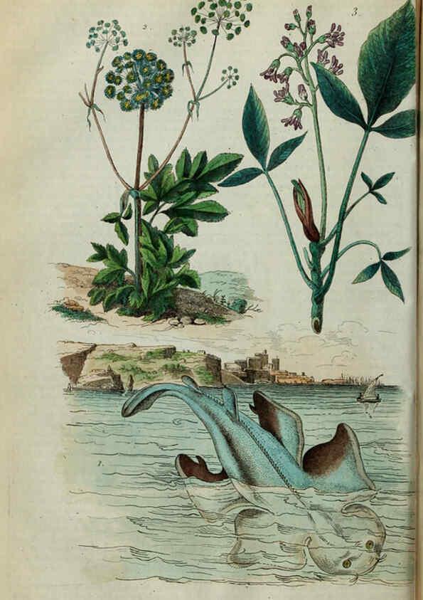 Reproducción/Reproduction 6195092398: Dictionnaire pittoresque d'histoire naturelle et des phénomènes de la nature. v.1 Paris,1833-[1840] 