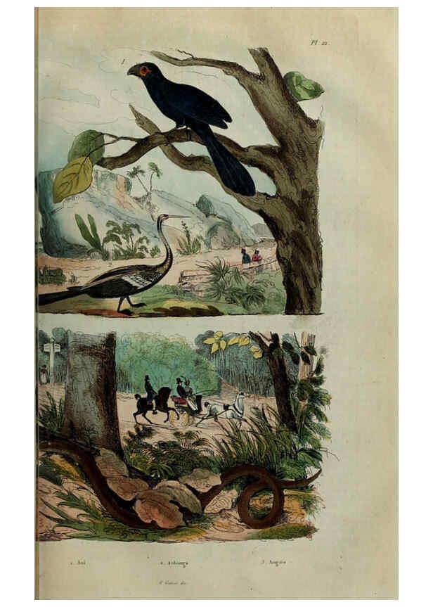Reproducción/Reproduction 6194575797: Dictionnaire pittoresque d'histoire naturelle et des phénomènes de la nature. v.1 Paris,1833-[1840] 