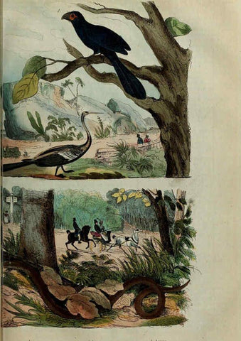 Reproducción/Reproduction 6194575797: Dictionnaire pittoresque d'histoire naturelle et des phénomènes de la nature. v.1 Paris,1833-[1840] 