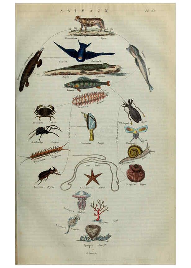 Reproducción/Reproduction 6195092810: Dictionnaire pittoresque d'histoire naturelle et des phénomènes de la nature. v.1 Paris,1833-[1840] 