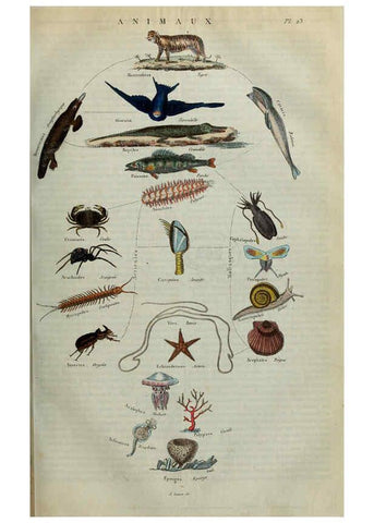 Reproducción/Reproduction 6195092810: Dictionnaire pittoresque d'histoire naturelle et des phénomènes de la nature. v.1 Paris,1833-[1840] 