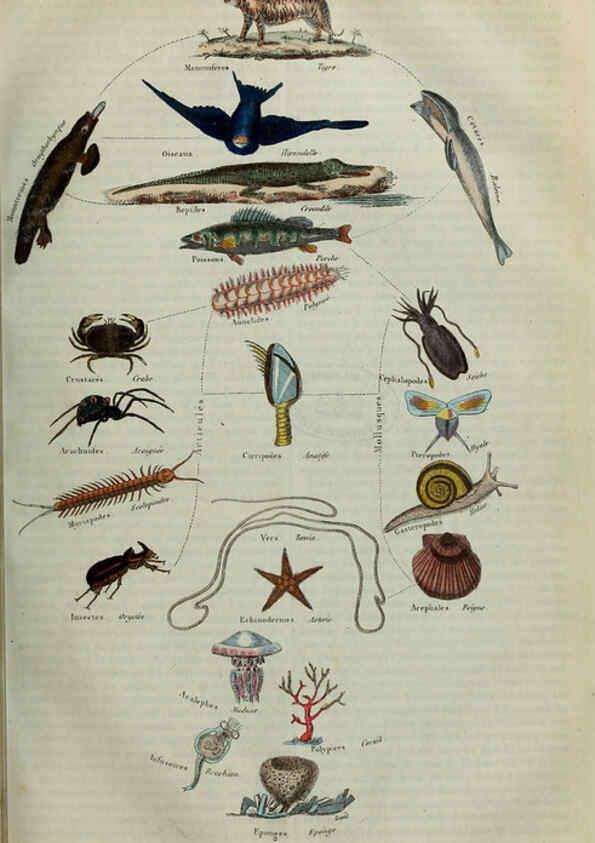 Reproducción/Reproduction 6195092810: Dictionnaire pittoresque d'histoire naturelle et des phénomènes de la nature. v.1 Paris,1833-[1840] 