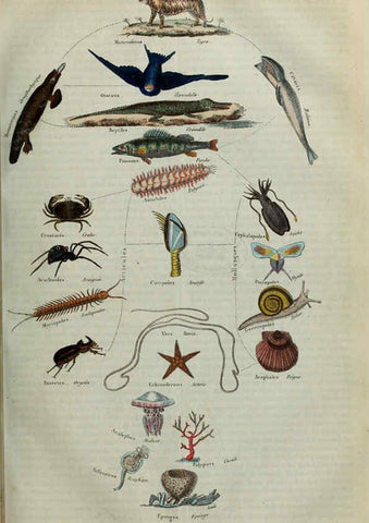 Reproducción/Reproduction 6195092810: Dictionnaire pittoresque d'histoire naturelle et des phénomènes de la nature. v.1 Paris,1833-[1840] 