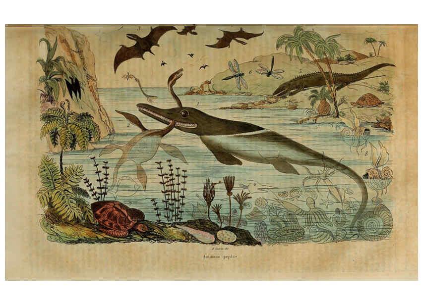 Reproducción/Reproduction 6195093062: Dictionnaire pittoresque d'histoire naturelle et des phénomènes de la nature. v.1 Paris,1833-[1840] 