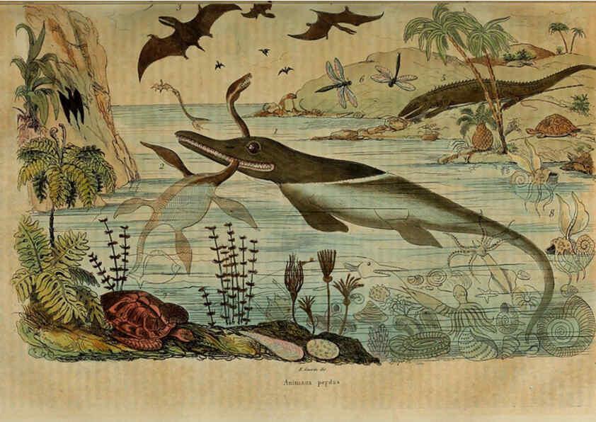 Reproducción/Reproduction 6195093062: Dictionnaire pittoresque d'histoire naturelle et des phénomènes de la nature. v.1 Paris,1833-[1840] 