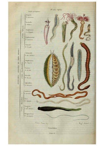 Reproducción/Reproduction 6195093240: Dictionnaire pittoresque d'histoire naturelle et des phénomènes de la nature. v.1 Paris,1833-[1840] 
