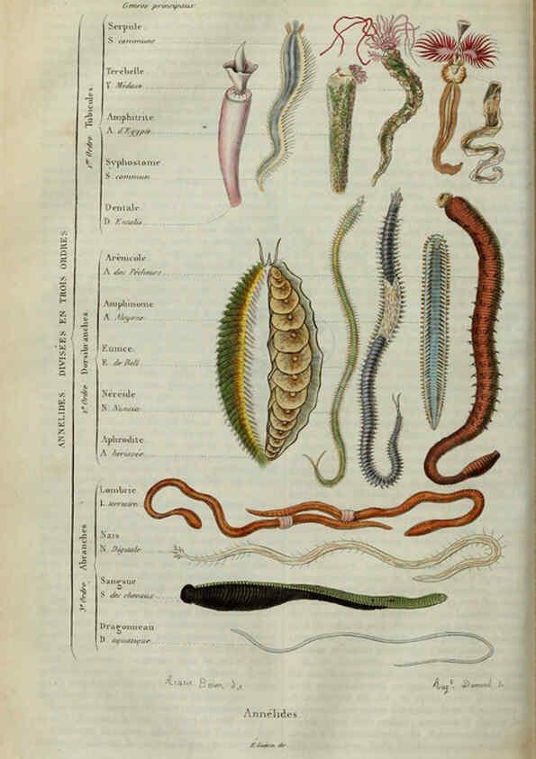 Reproducción/Reproduction 6195093240: Dictionnaire pittoresque d'histoire naturelle et des phénomènes de la nature. v.1 Paris,1833-[1840] 