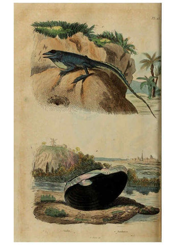 Reproducción/Reproduction 6195093432: Dictionnaire pittoresque d'histoire naturelle et des phénomènes de la nature. v.1 Paris,1833-[1840] 