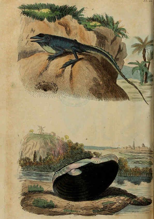 Reproducción/Reproduction 6195093432: Dictionnaire pittoresque d'histoire naturelle et des phénomènes de la nature. v.1 Paris,1833-[1840] 