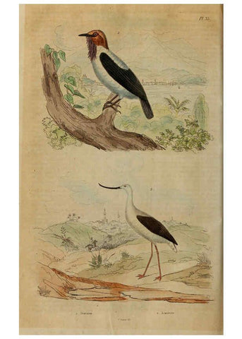 Reproducción/Reproduction 6195096006: Dictionnaire pittoresque d'histoire naturelle et des phénomènes de la nature. v.1 Paris,1833-[1840] 