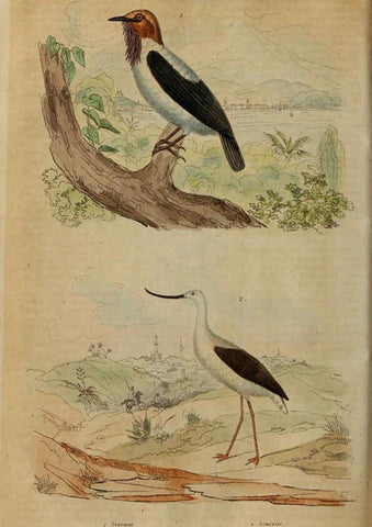 Reproducción/Reproduction 6195096006: Dictionnaire pittoresque d'histoire naturelle et des phénomènes de la nature. v.1 Paris,1833-[1840] 