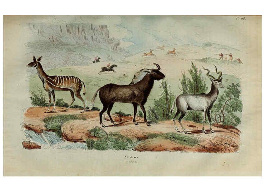 Reproducción/Reproduction 6194576849: Dictionnaire pittoresque d'histoire naturelle et des phénomènes de la nature. v.1 Paris,1833-[1840] 