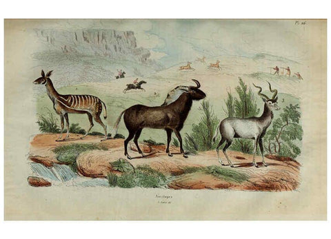 Reproducción/Reproduction 6194576849: Dictionnaire pittoresque d'histoire naturelle et des phénomènes de la nature. v.1 Paris,1833-[1840] 