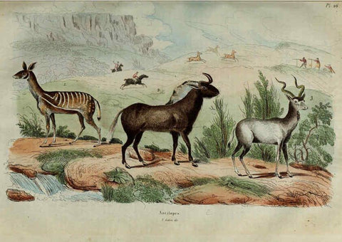 Reproducción/Reproduction 6194576849: Dictionnaire pittoresque d'histoire naturelle et des phénomènes de la nature. v.1 Paris,1833-[1840] 