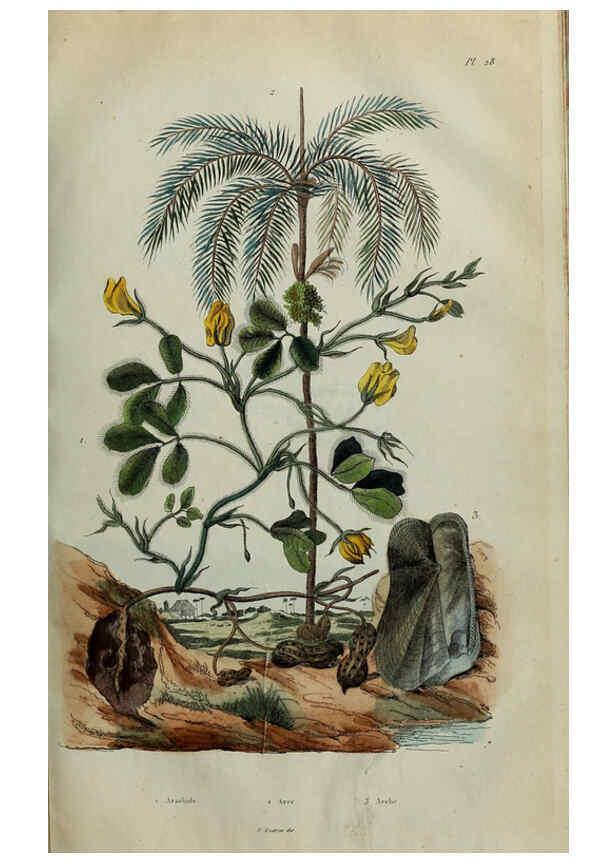 Reproducción/Reproduction 6195094020: Dictionnaire pittoresque d'histoire naturelle et des phénomènes de la nature. v.1 Paris,1833-[1840] 