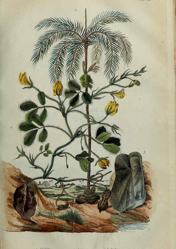 Reproducción/Reproduction 6195094020: Dictionnaire pittoresque d'histoire naturelle et des phénomènes de la nature. v.1 Paris,1833-[1840] 