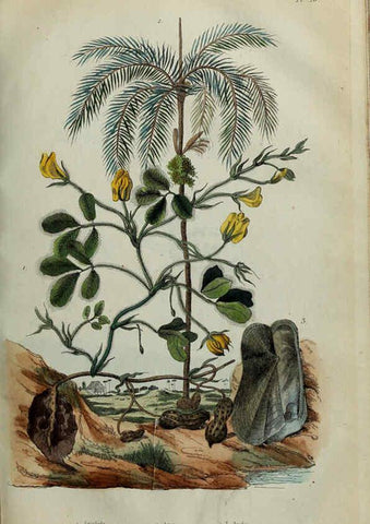 Reproducción/Reproduction 6195094020: Dictionnaire pittoresque d'histoire naturelle et des phénomènes de la nature. v.1 Paris,1833-[1840] 